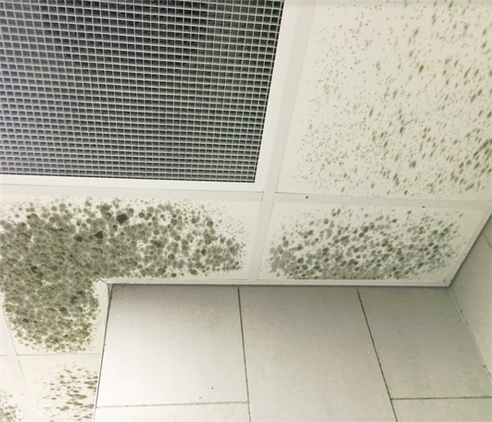 mold growing on the ceiling tiles of a room