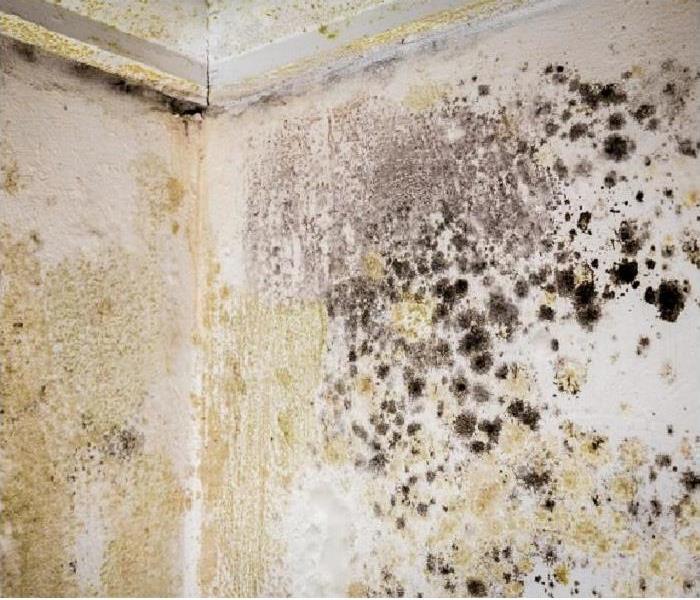 Heavy mold on ceiling and wall