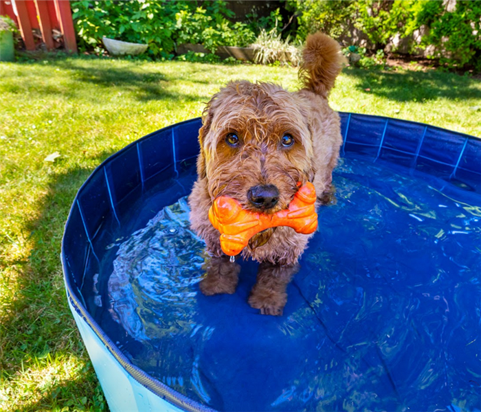 a dog standing in an above ground pool with a toy in its mouth