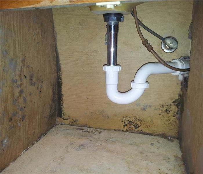 mold damage under a sink